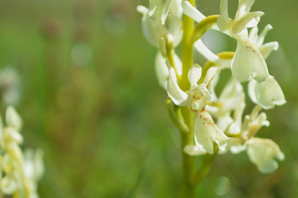 orchidée sauvage