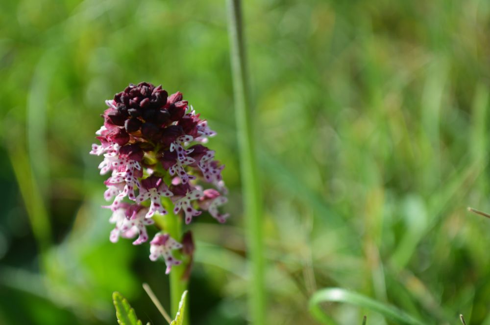 orchidée sauvage