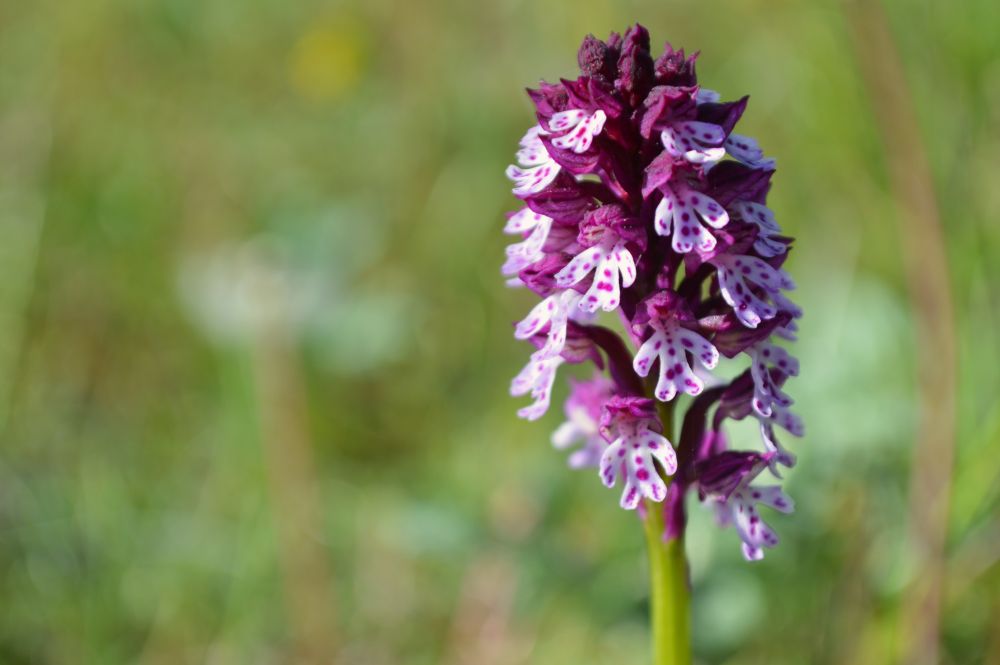orchidée sauvage