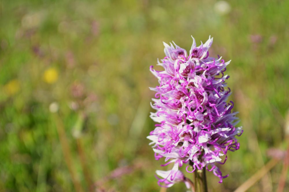 orchidée sauvage