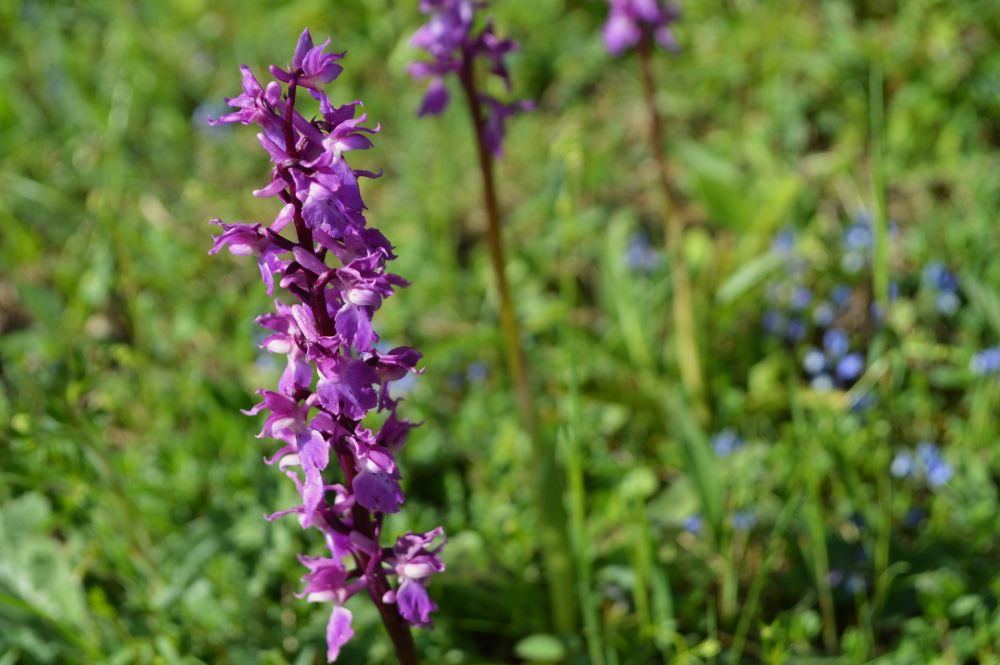 orchidée sauvage