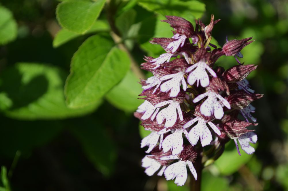 orchidée sauvage