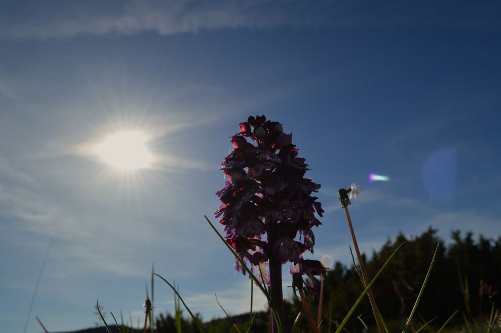 orchidée sauvage