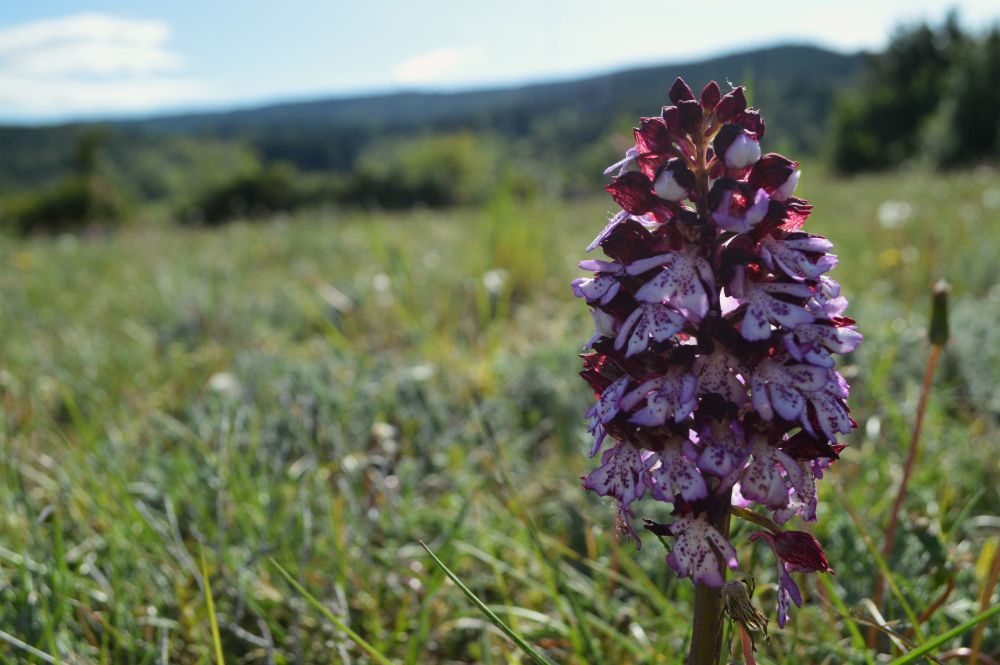 orchidée sauvage