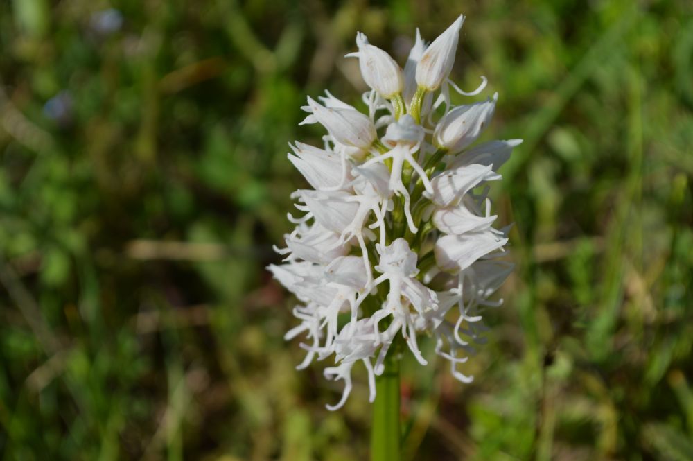 orchidée sauvage
