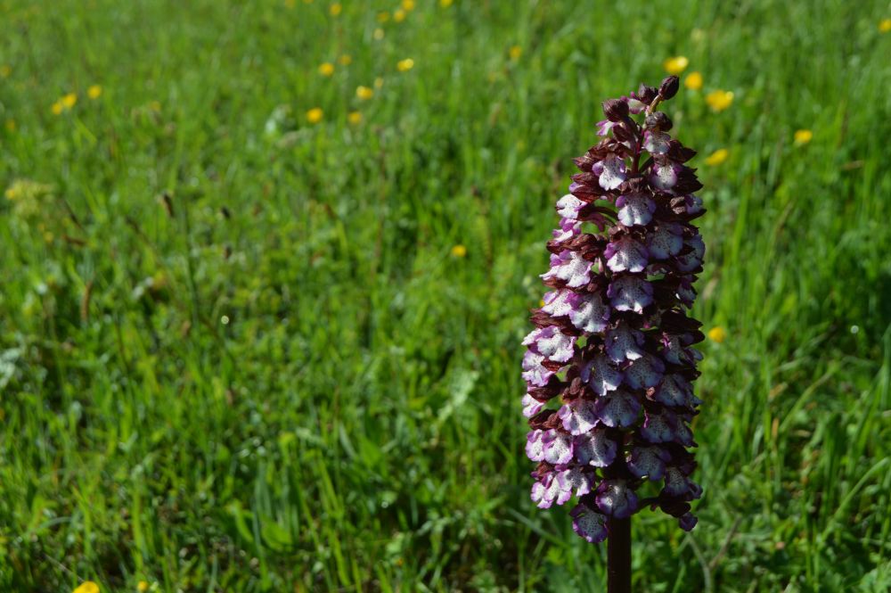 orchidée sauvage