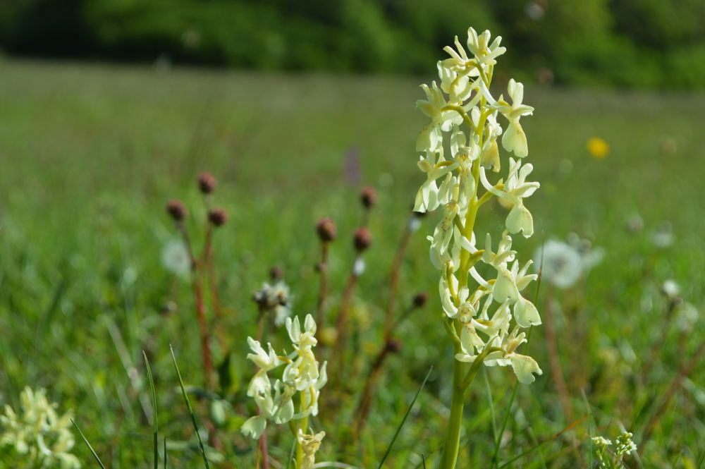 orchidée sauvage