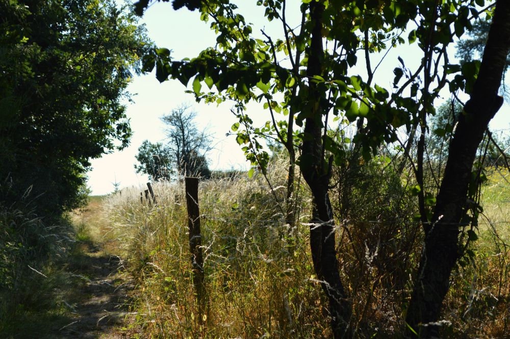 chemin ombragé