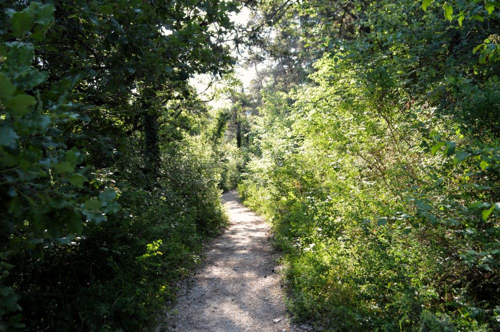 chemin en sous bois
