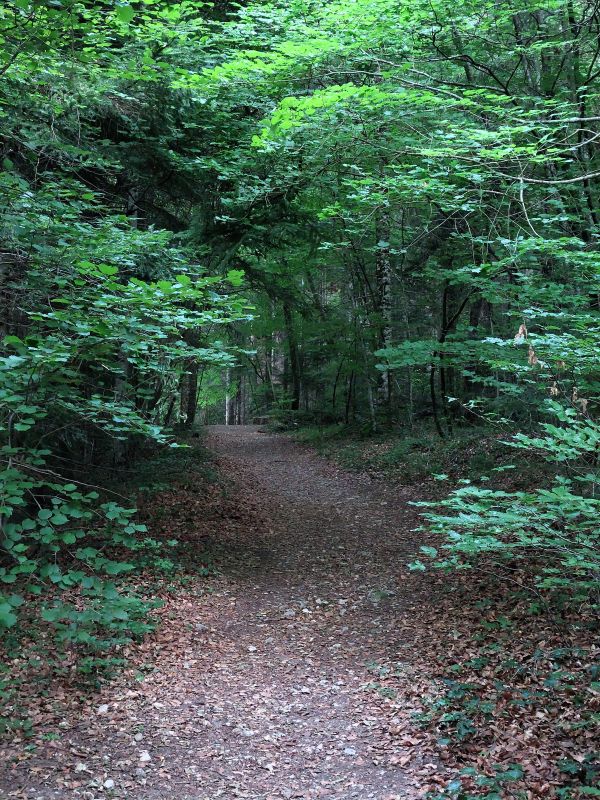 chemin en forêt
