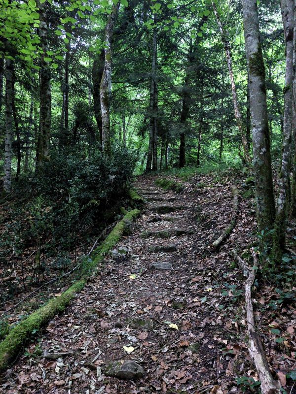 chemin en forêt