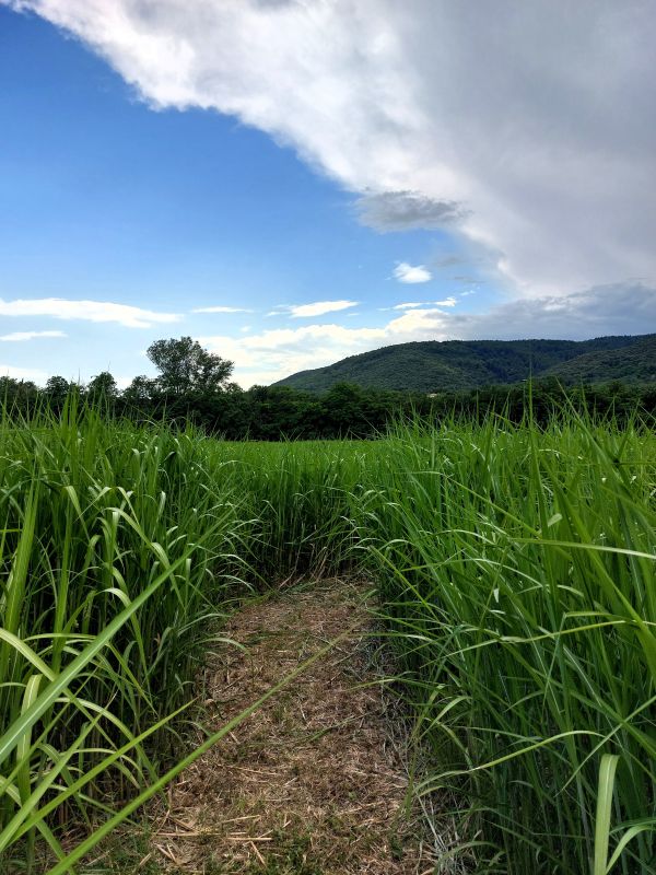 labyrinthe végétal