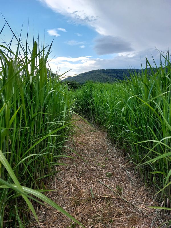 labyrinthe végétal