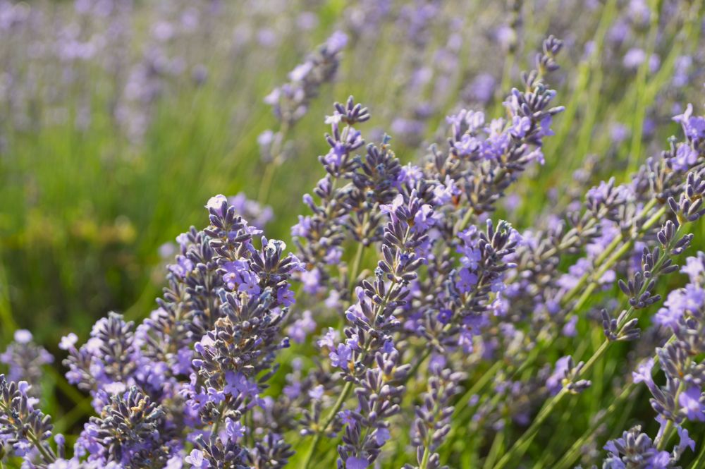 champ de lavande en fleurs