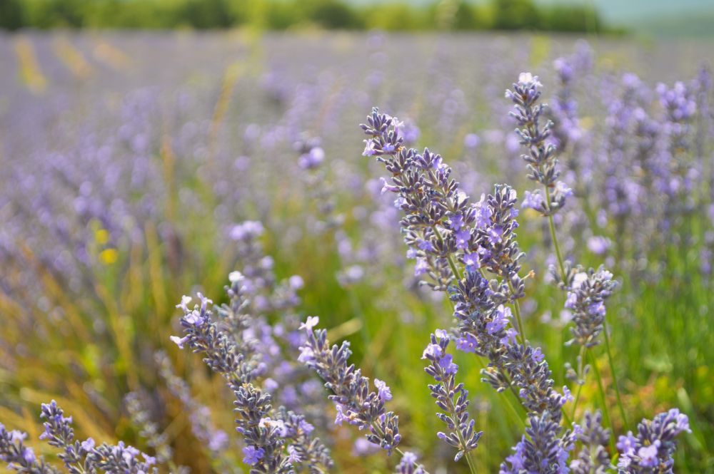 champ de lavande en fleurs