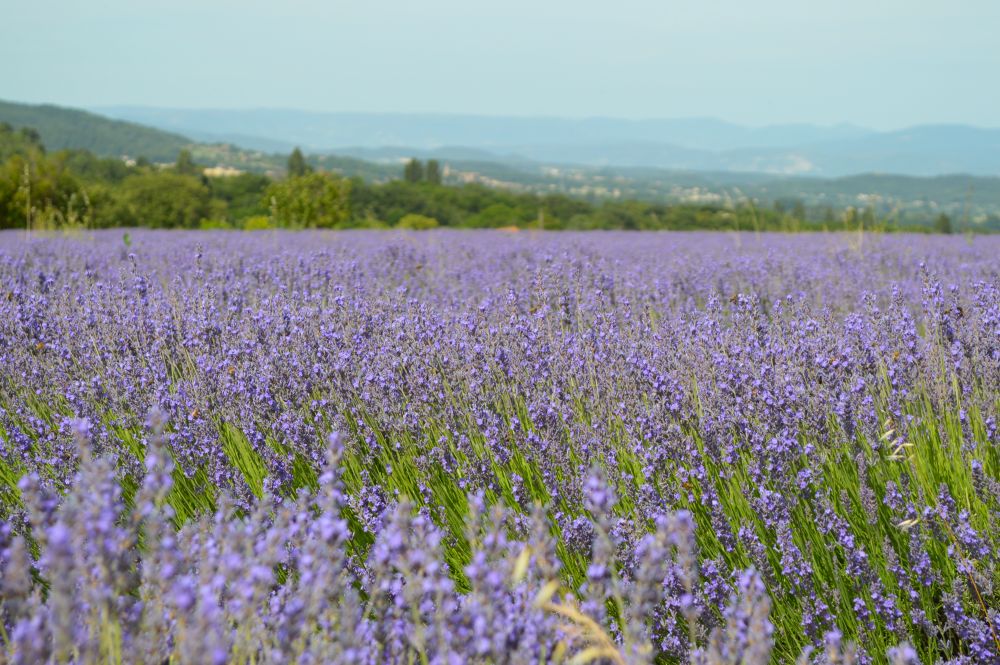 champ de lavande en fleurs
