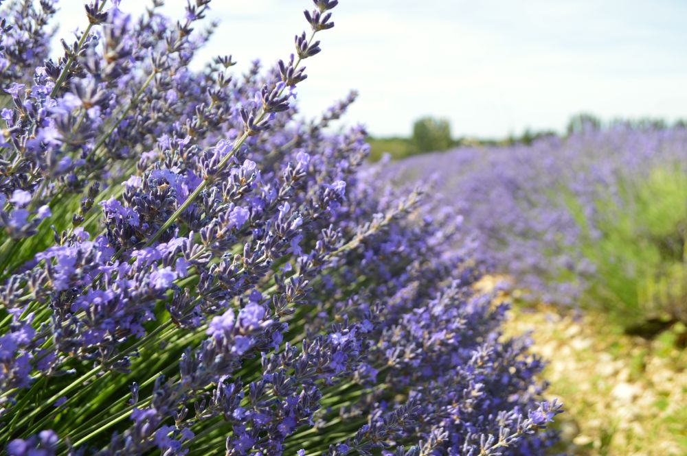champ de lavande en fleurs