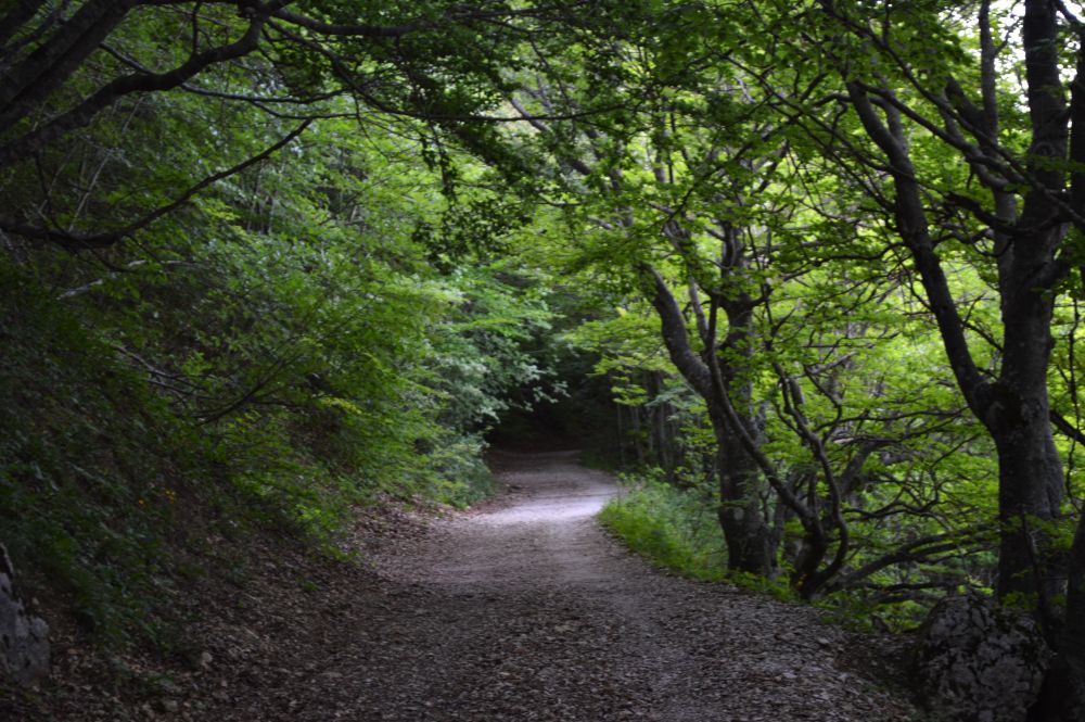 chemin en sous bois