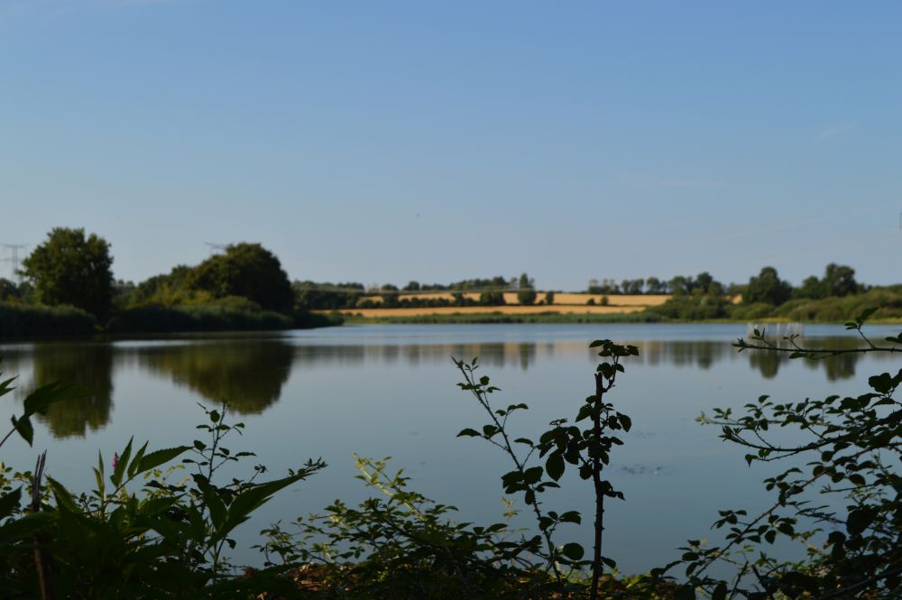 l'étang Prêle dans la Dombes