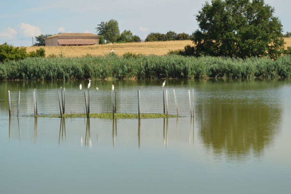 hérons garde boue perchés sur une clôture