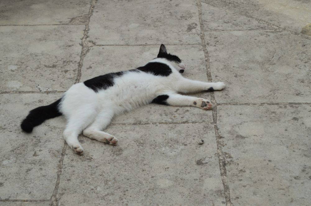 chat noir et blanc allongé