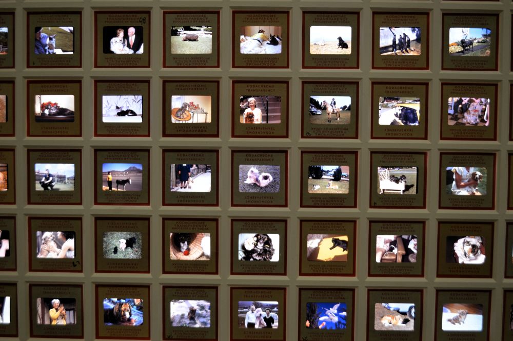 Expo Modèle animal - 200 ans de photographie à la Mécanique Générale  dans le cadre d'Arles 2026