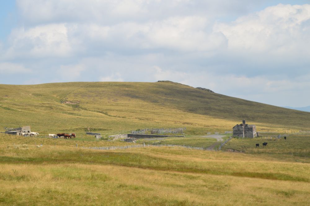 ferme abandonnée et vaches à l'estive