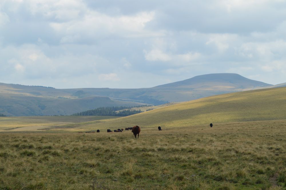 vaches à l'estive