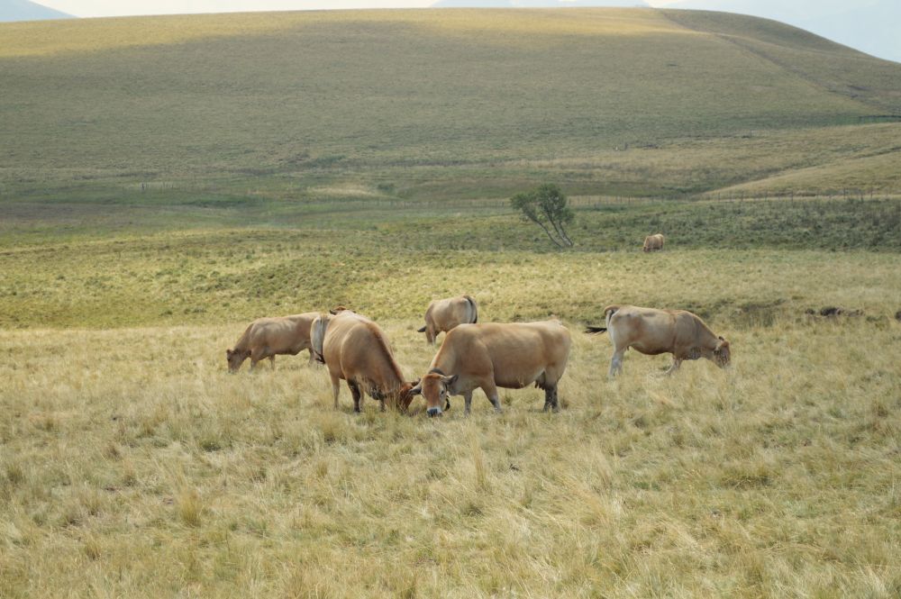 vaches à l'estive