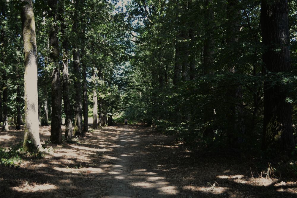 en forêt