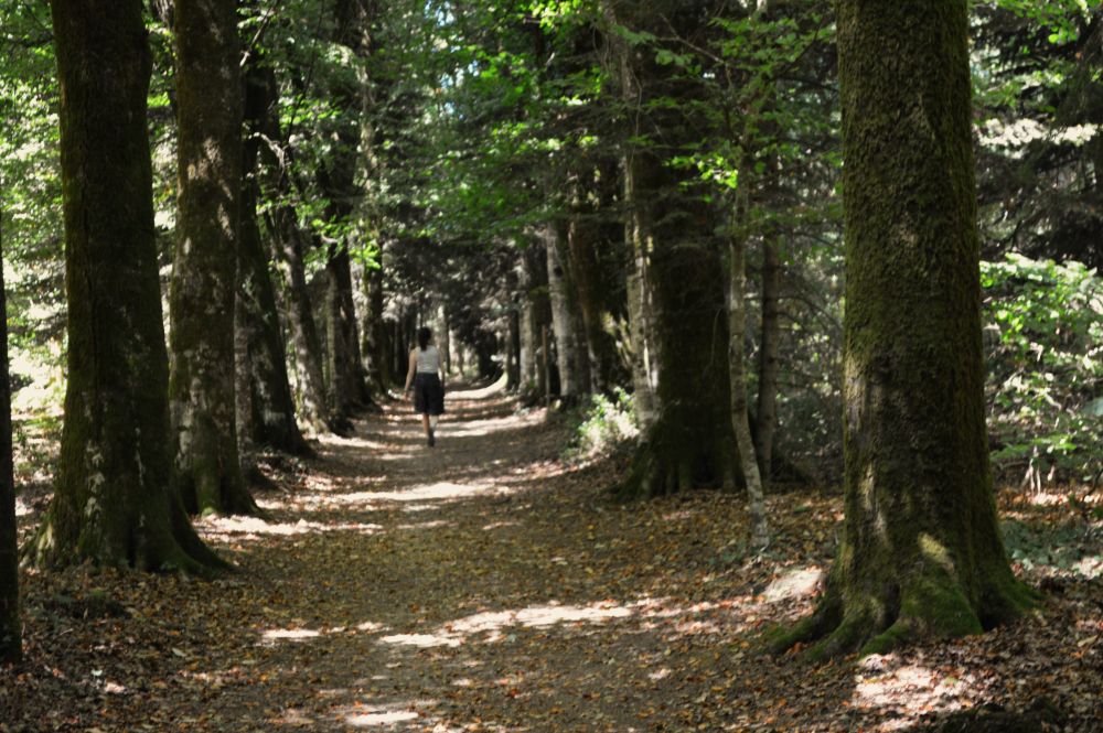 en forêt
