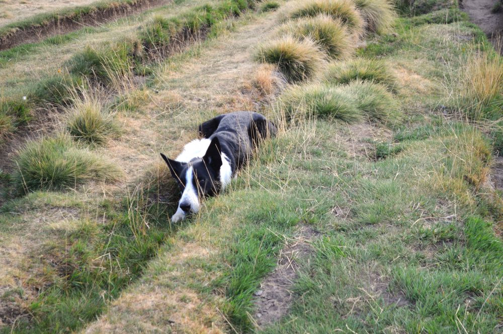 chien de berger