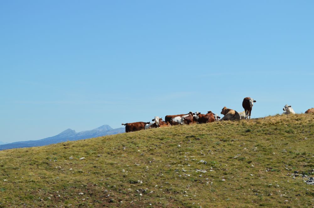 troupeau de vaches en montagne