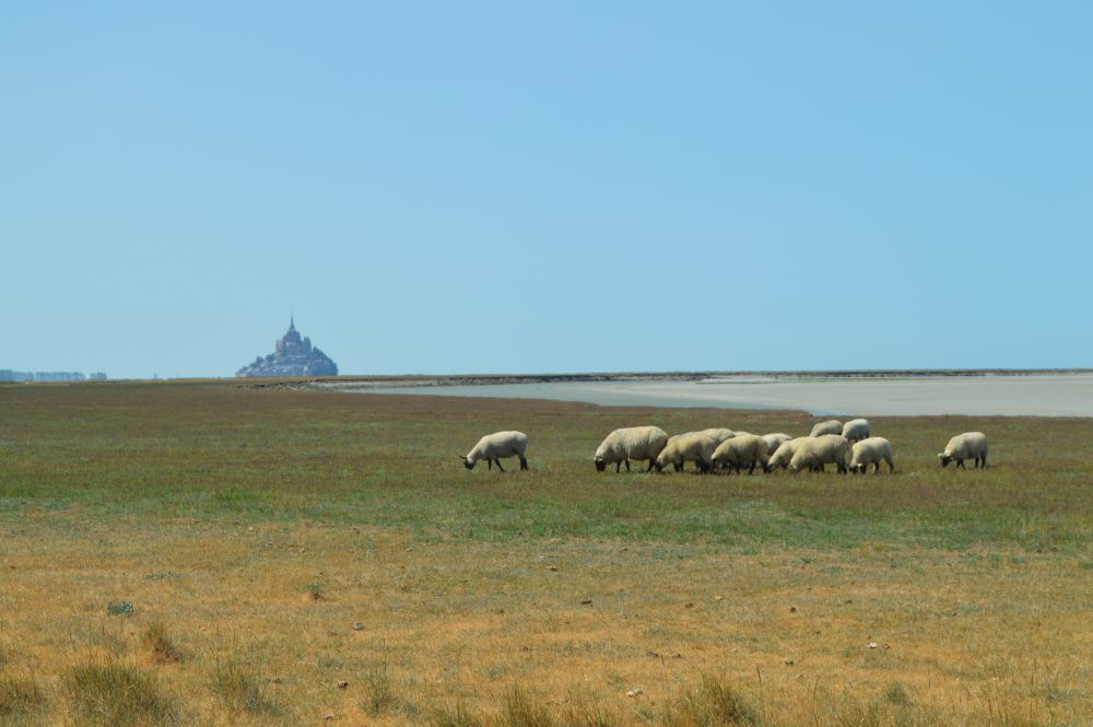 moutons devant le Mont Saint Michel