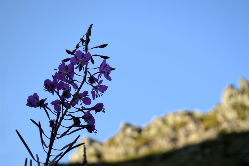 épilobe en montagne