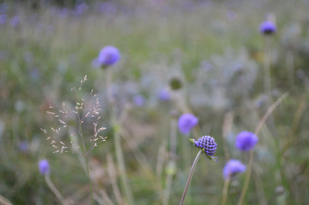 fleurs dans le val de Courre dans le massif du Sancy