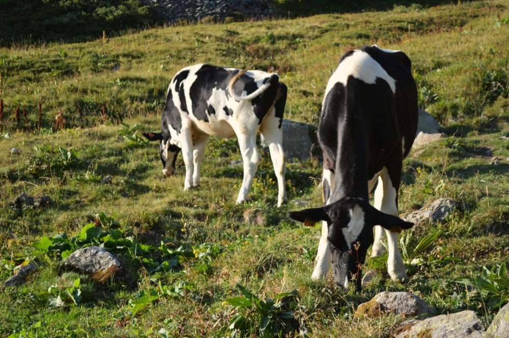 vaches à l'estive dans le val de Courre dans le massif du Sancy