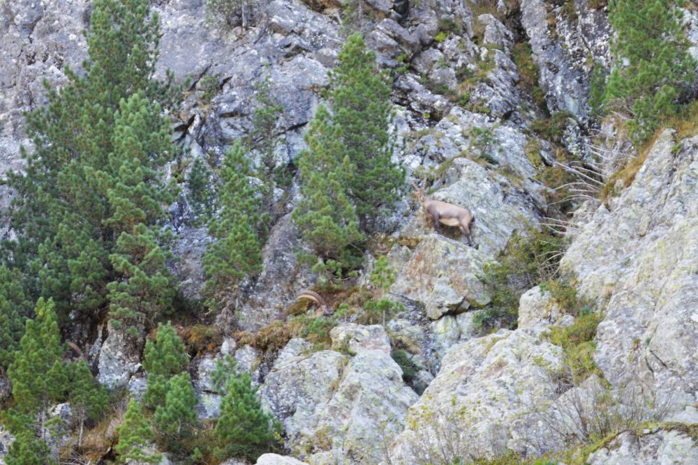 bouquetins sur une falaise