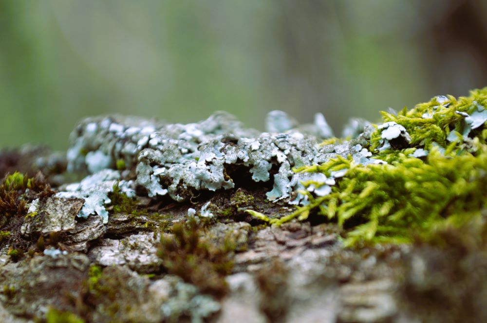 mousse et lichen sur une branche d'arbre