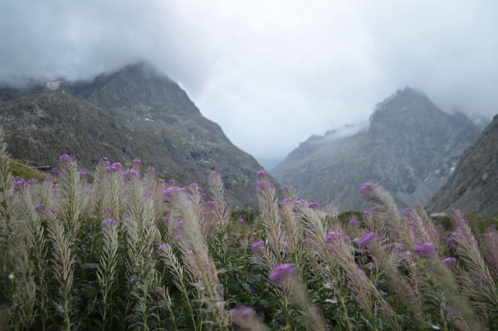 épilobes devant des sommets alpins par temps couvert