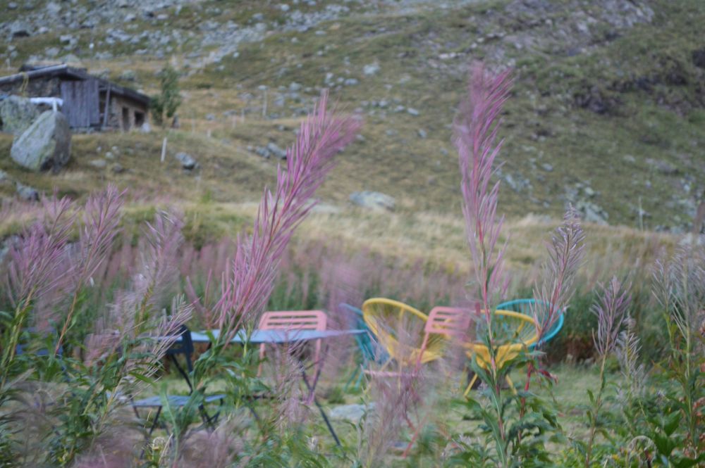 la terrasse du refuge à travers les épilobes