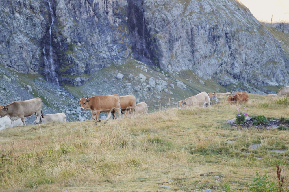 troupeau de vaches en montagne