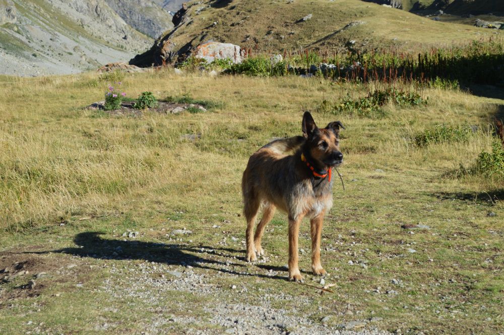 chien