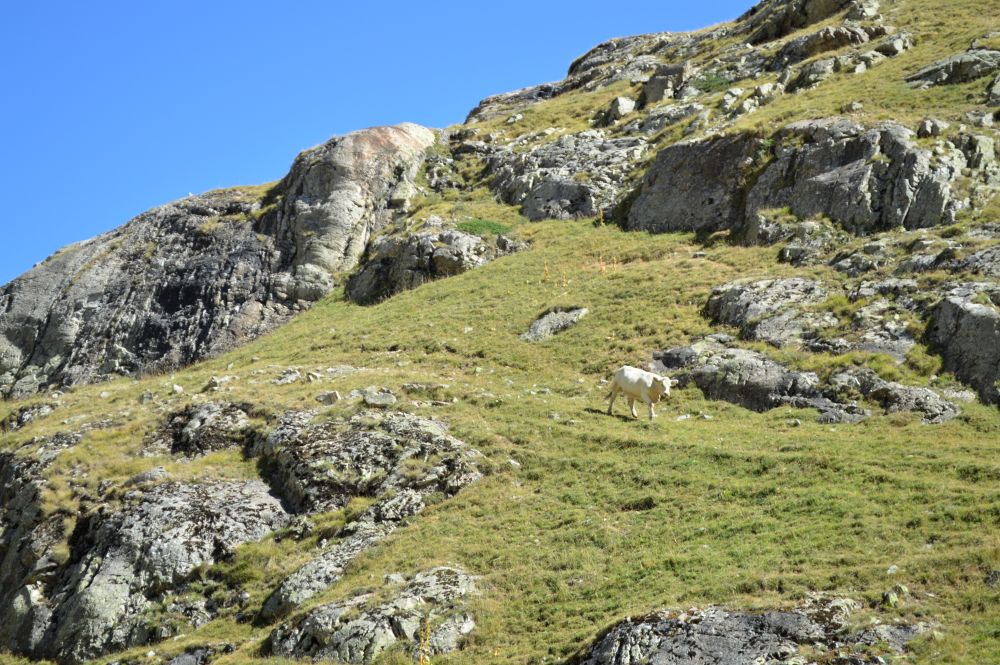 vache dans un paysage de montagne