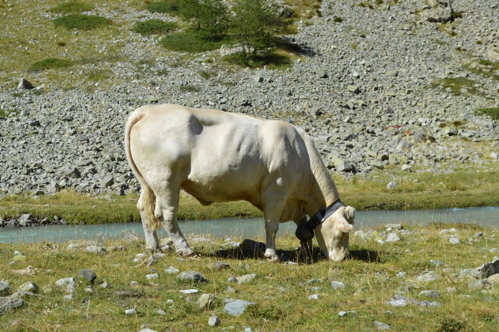 vache